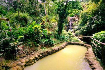 a narrow river in a forest