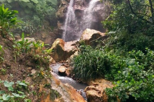 a river running through a forest